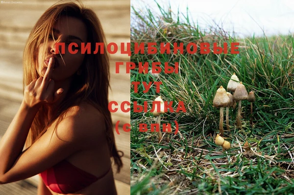 PSILOCYBIN Алексин